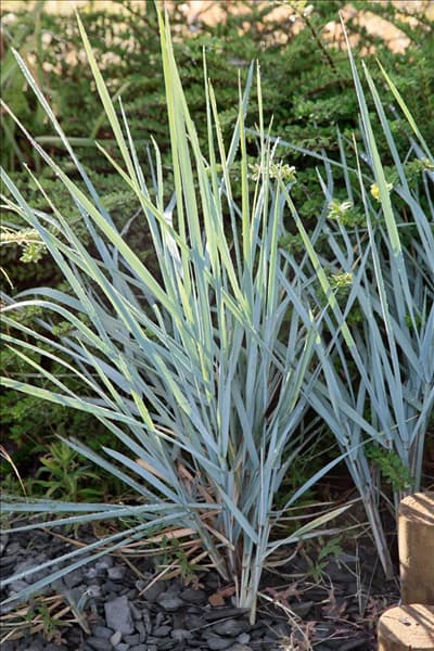 Elymus magellanicus