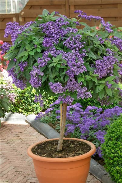 Heliotropium arborescens im Topf