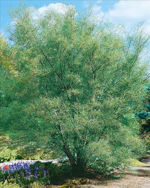 Frangula alnus Asplenifolia