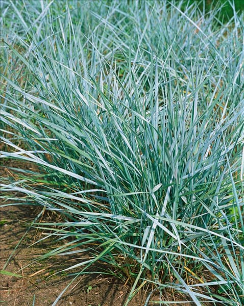 Elymus magellanicus