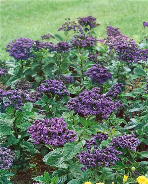 HELIOTROPIUM ARBORESCENS