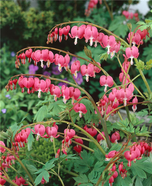 DICENTRA SPECTABILIS