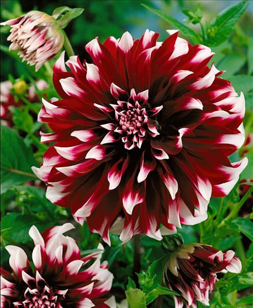 Dahlia Dekorativ CONTRAST