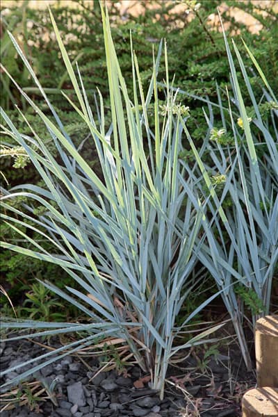 Elymus magellanicus