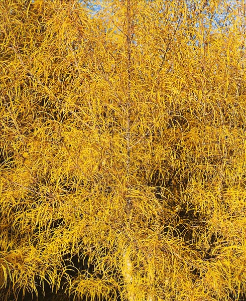 Frangula alnus Asplenifolia