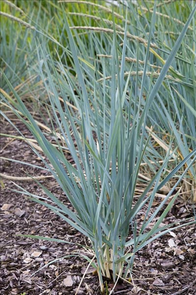 Elymus magellanicus