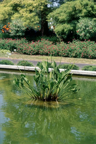 Hottonia_palustris