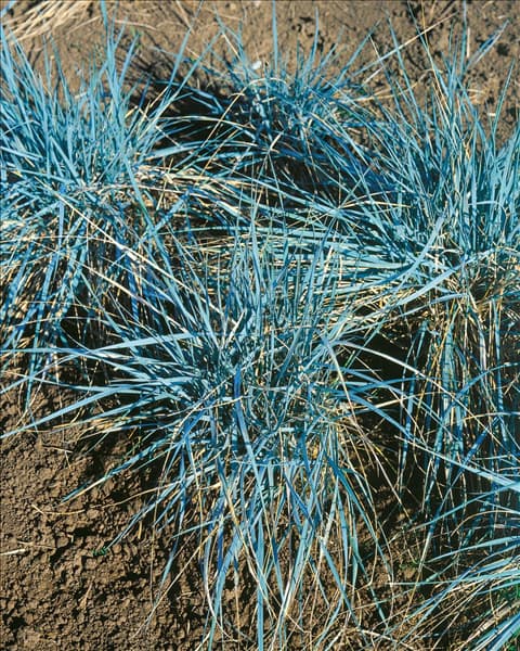 Elymus magellanicus