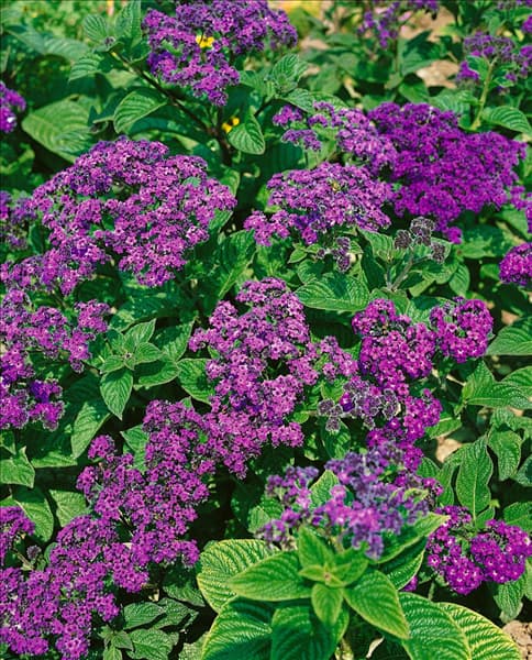 HELIOTROPIUM ARBORESCENS