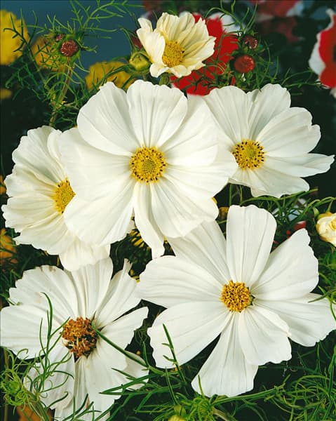 COSMOS BIPINNATUS SENSATION WHITE