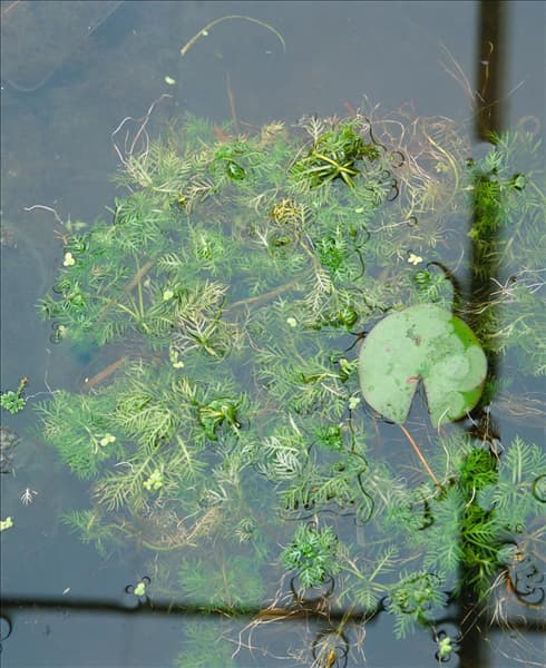 Hottonia palustris