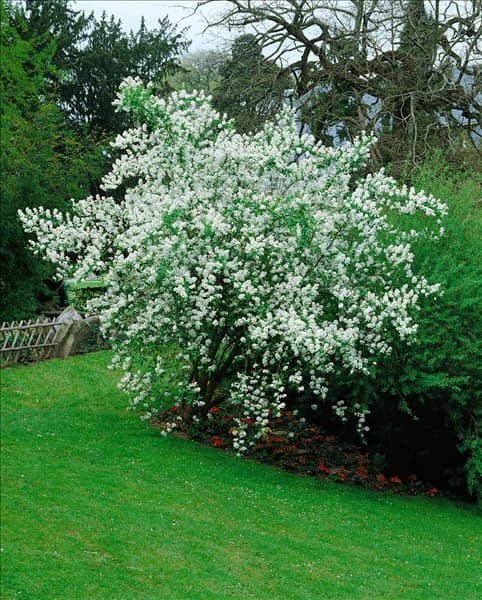Exochorda racemosa