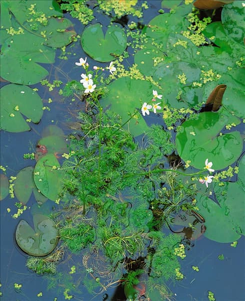 Hottonia palustris