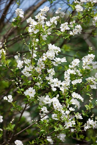 Exochorda racemosa