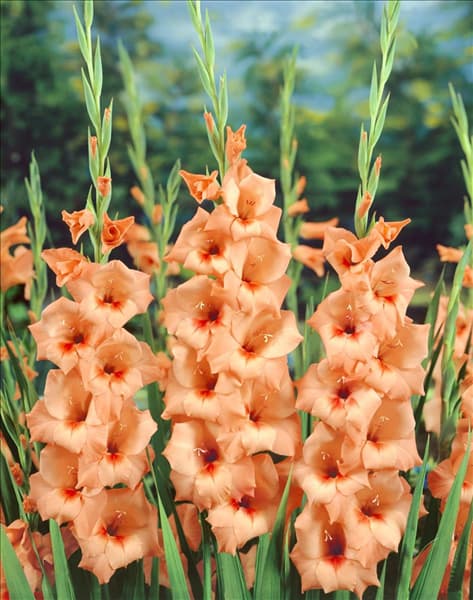Gladiolus Peter Pears