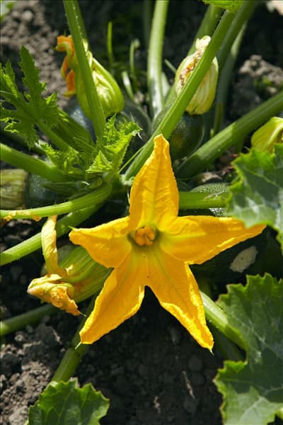 Blüte von Cucurbita pepo con. giromontiina