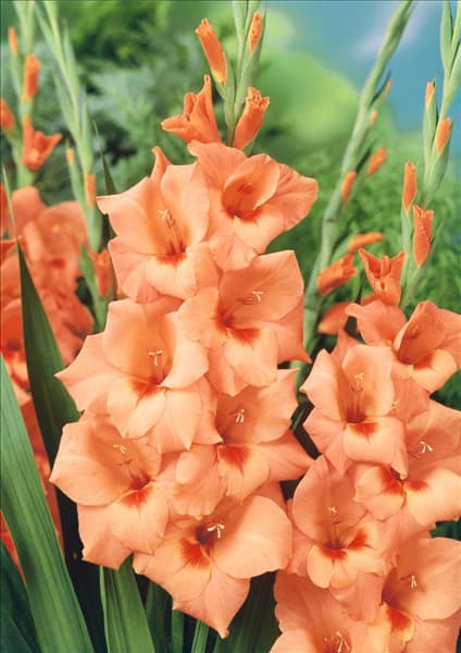 Gladiolus Peter Pears