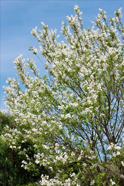 Exochorda racemosa