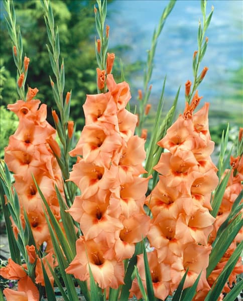 Gladiolus Peter Pears