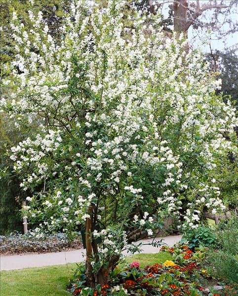 Exochorda racemosa