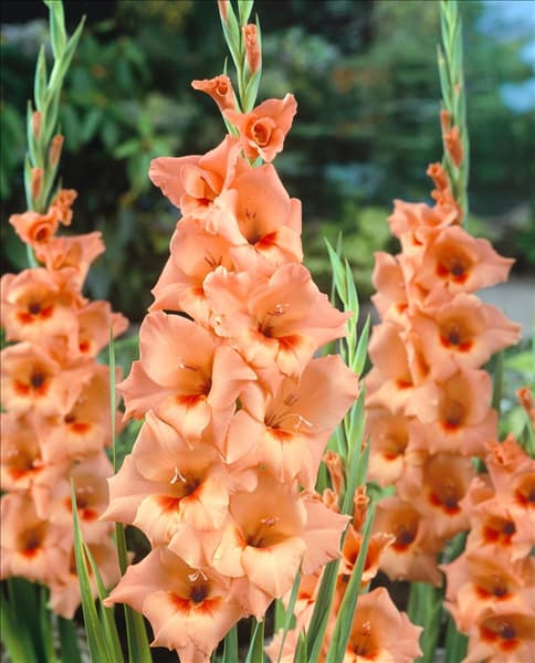 Gladiolus Peter Pears