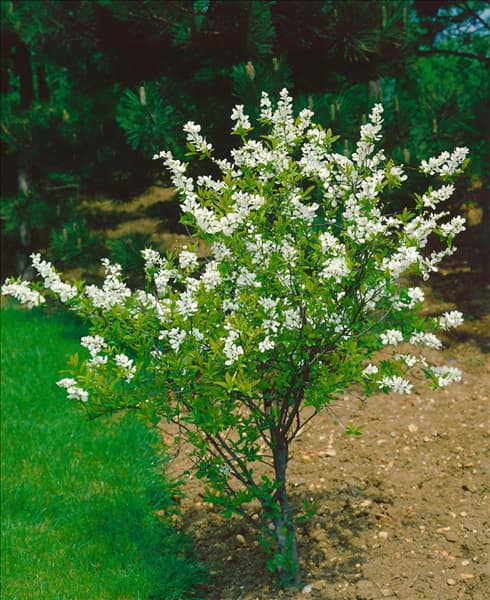 Exochorda racemosa