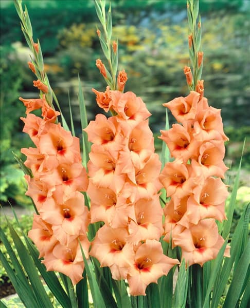 Gladiolus Peter Pears