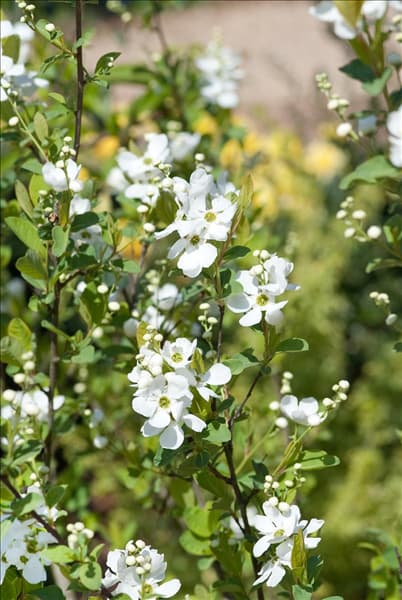 Exochorda racemosa