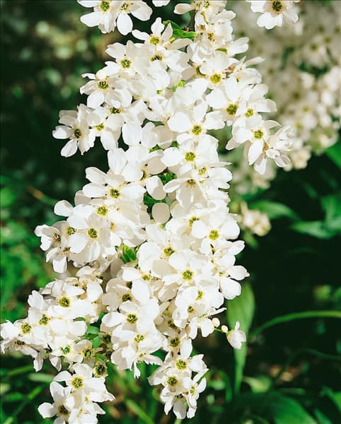 Exochorda racemosa