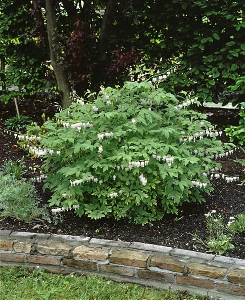 DICENTRA SPECTABILIS ALBA