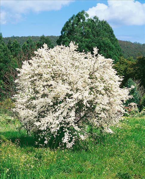 Exochorda racemosa
