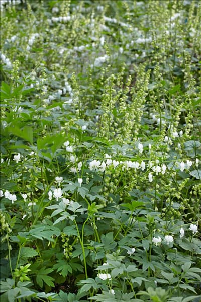 Dicentra spectabilis Alba
