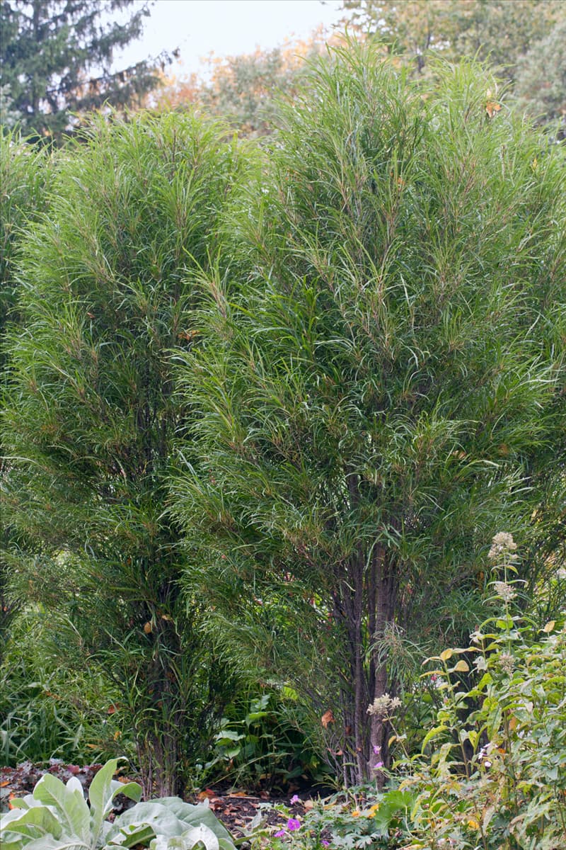 Frangula alnus Fine Line