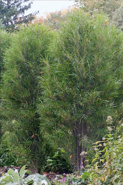 Frangula alnus Fine Line