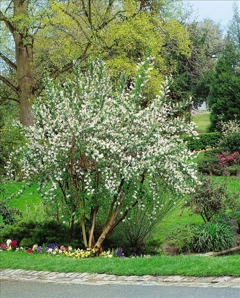Exochorda racemosa
