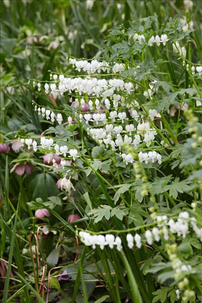 Dicentra spectabilis Alba