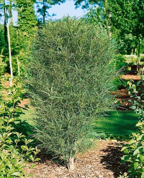 Frangula alnus Fine  Line