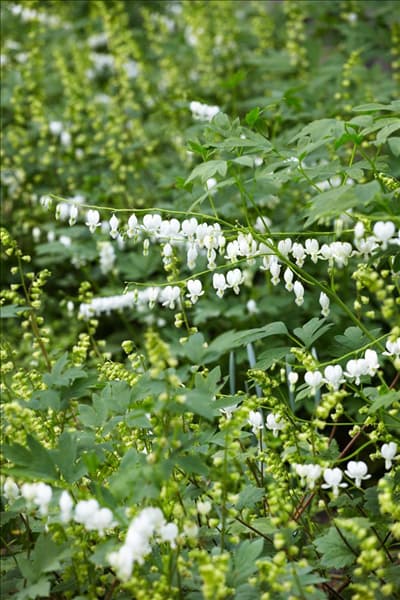 Dicentra spectabilis Alba