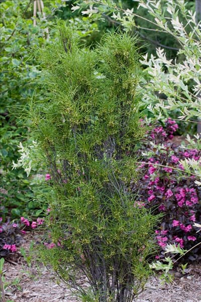 Frangula alnus Fine Line