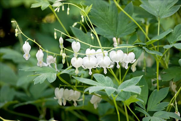 Dicentra spectabilis Alba