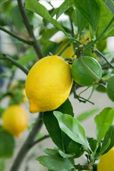 Citrus limon Dolce