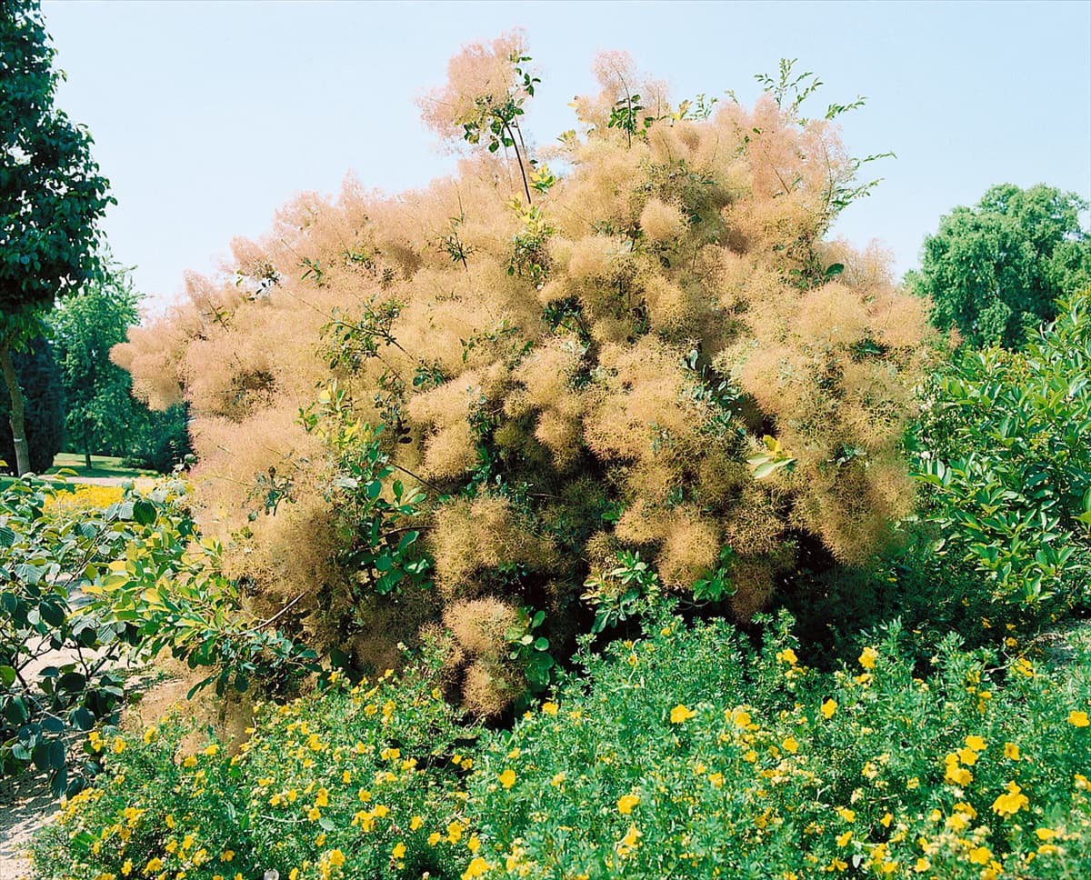 Cotinus coggygria