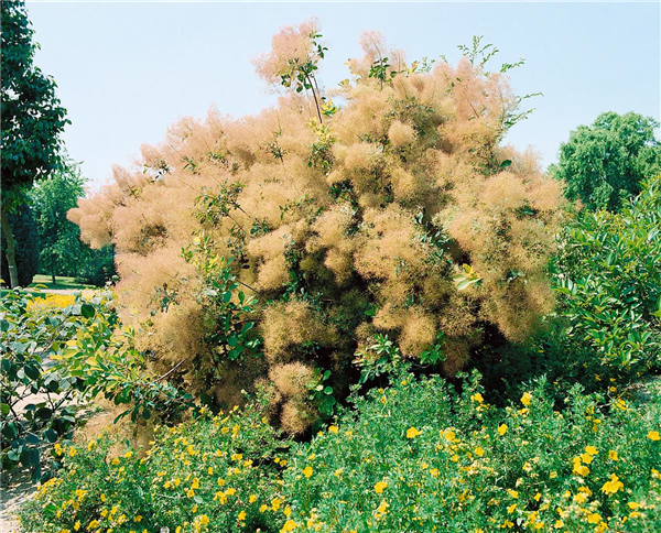 Cotinus coggygria