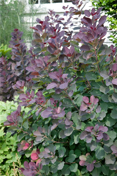 Cotinus coggygria Purple Robe
