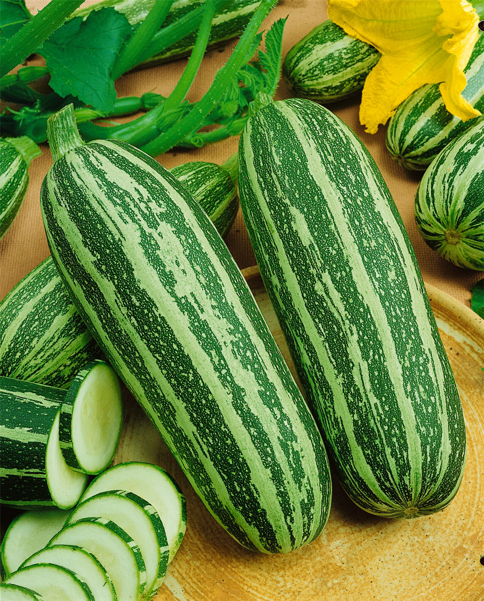 Zucchini / Cucurbita pepo con. giromontiina Zebra Cross