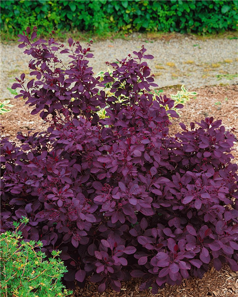 Cotinus coggygria Royal Purple