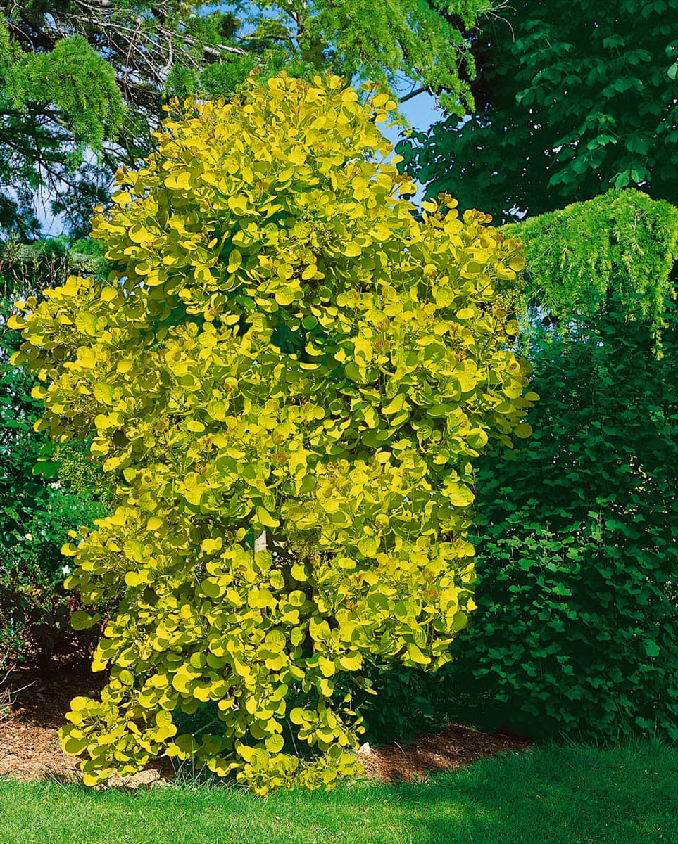 Cotinus coggygria Golden Spirit