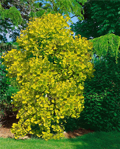 Cotinus coggygria 'Golden Spirit'®