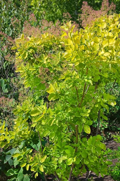 Cotinus coggygria Ancot