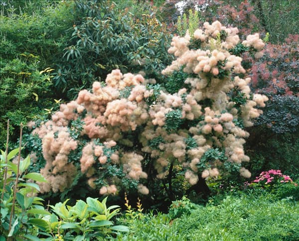 Cotinus coggygria
